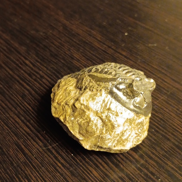 TRILOBITE FOSSIL - Picture 3 of 5